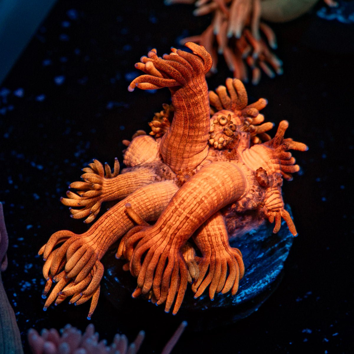 Cherry Tree Goniopora with flower-like polyps in reef aquarium