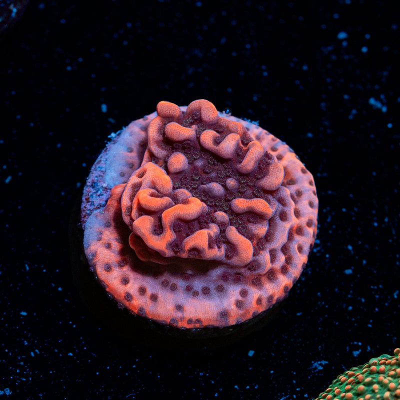 Cherry tree Montipora Coral with branching growth in reef aquarium