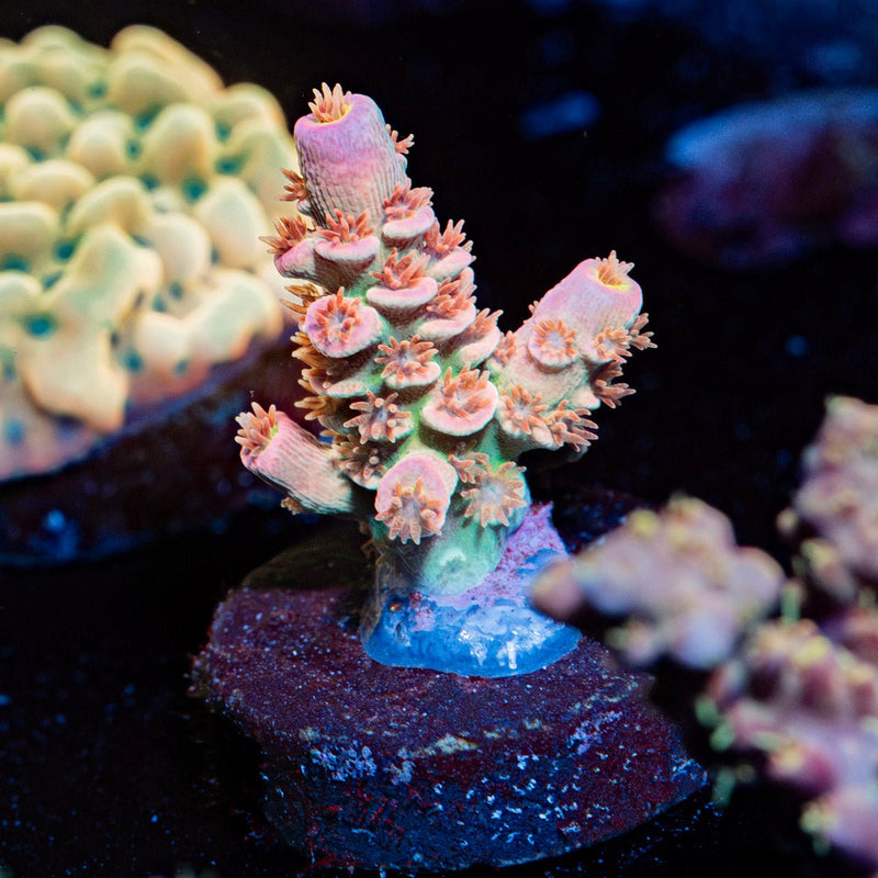 Chevron Acropora Coral with branching growth in reef aquarium