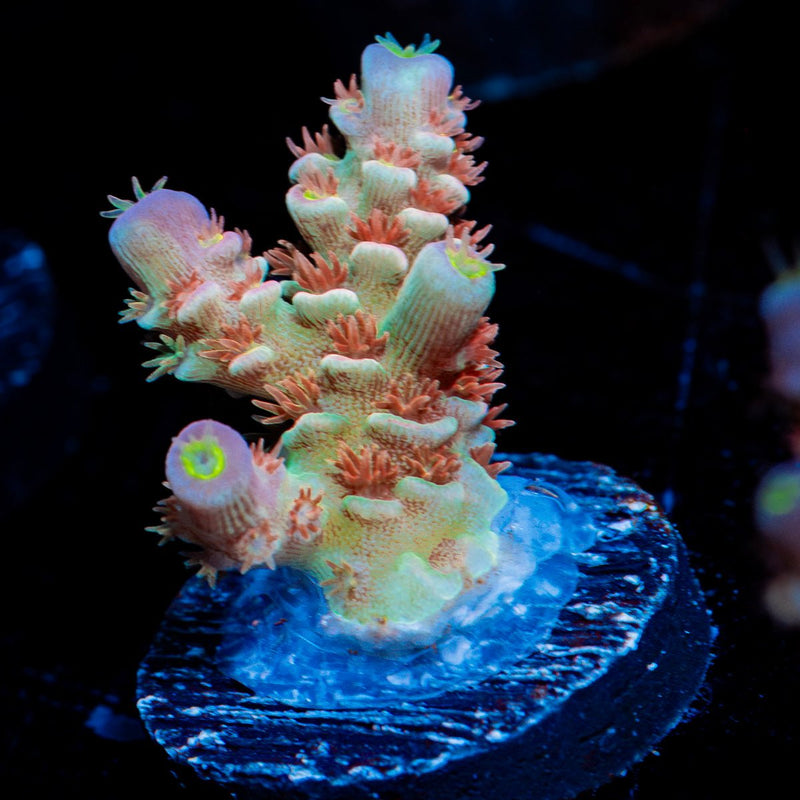 Chevron Acropora Coral with branching growth in reef aquarium
