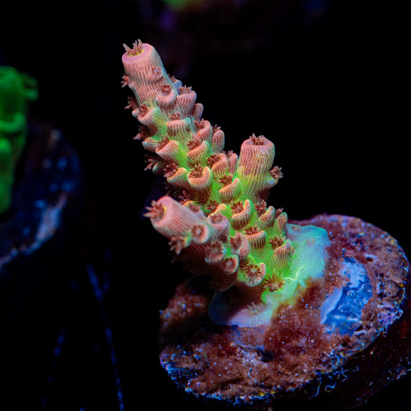 Chevron Acropora Coral with branching growth in reef aquarium