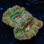 Chomper Asian Acan Coral with fleshy polyps in reef aquarium
