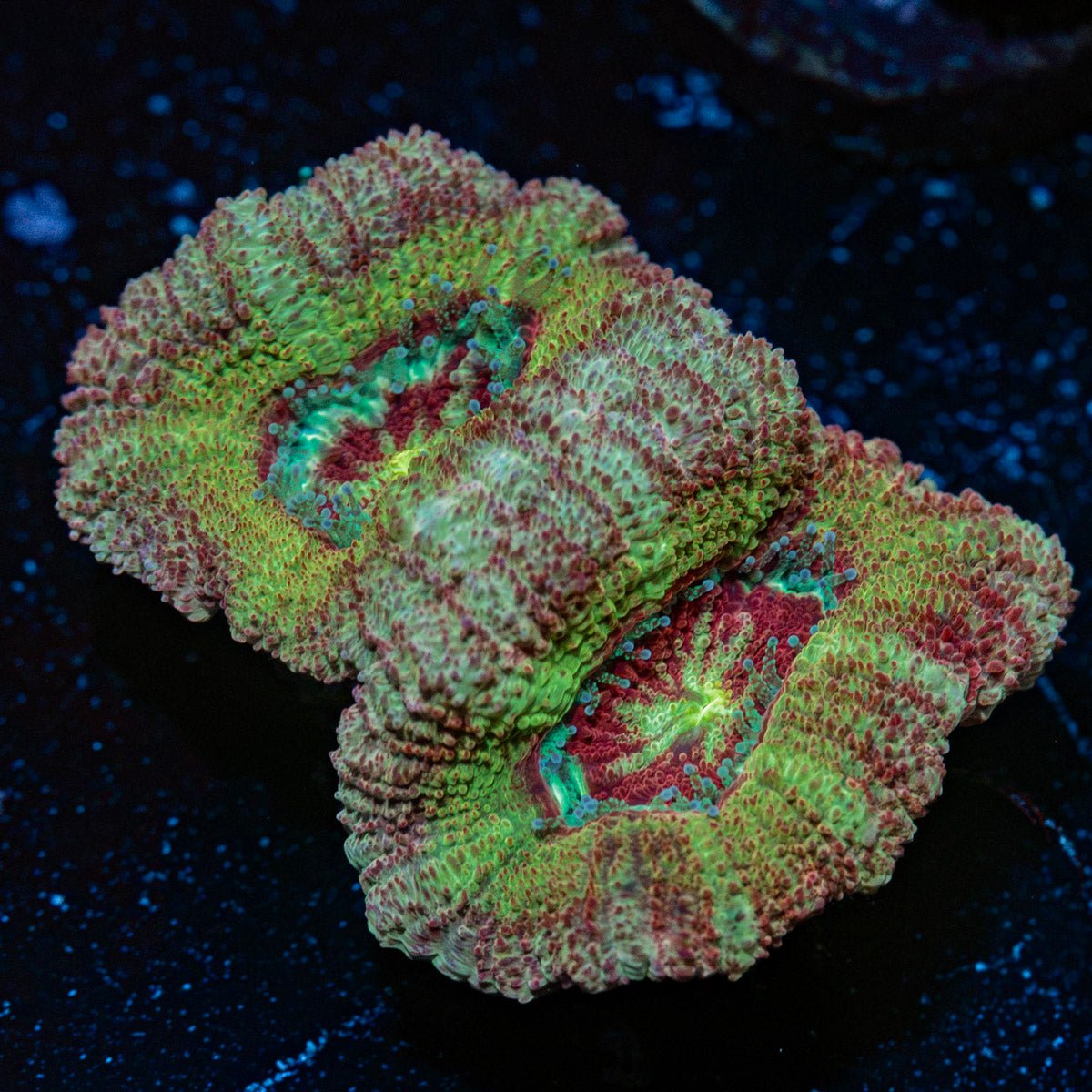 Chomper Asian Acan Coral with fleshy polyps in reef aquarium
