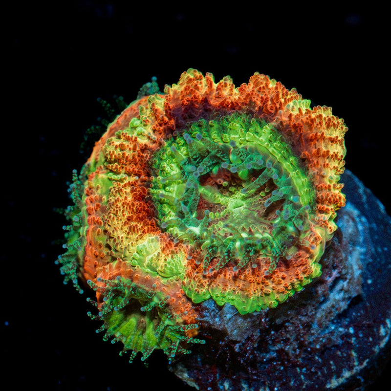 Chomper Asian Acan Coral with fleshy polyps in reef aquarium