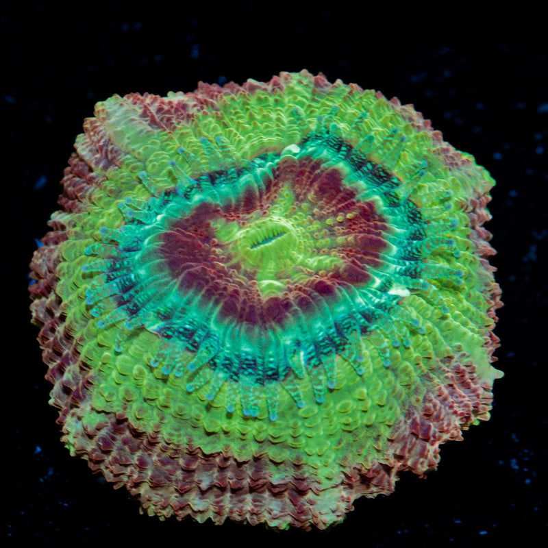 Chomper Asian Acan Coral