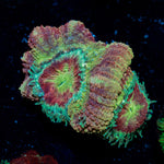Chomper Asian Acan Coral with fleshy polyps in reef aquarium