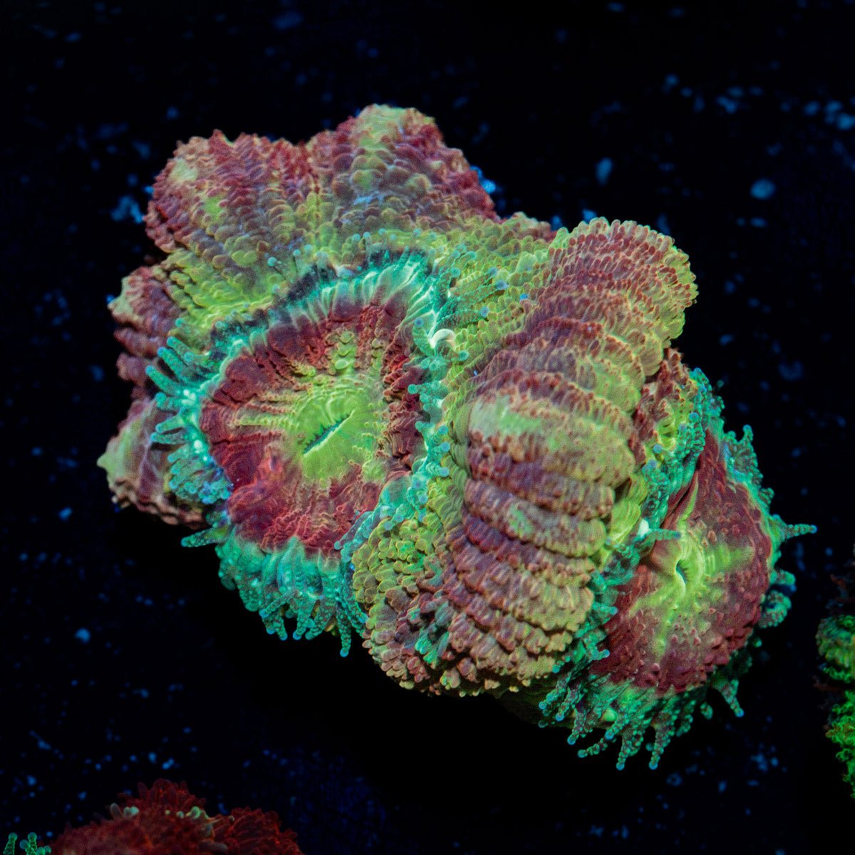 Chomper Asian Acan Coral with fleshy polyps in reef aquarium