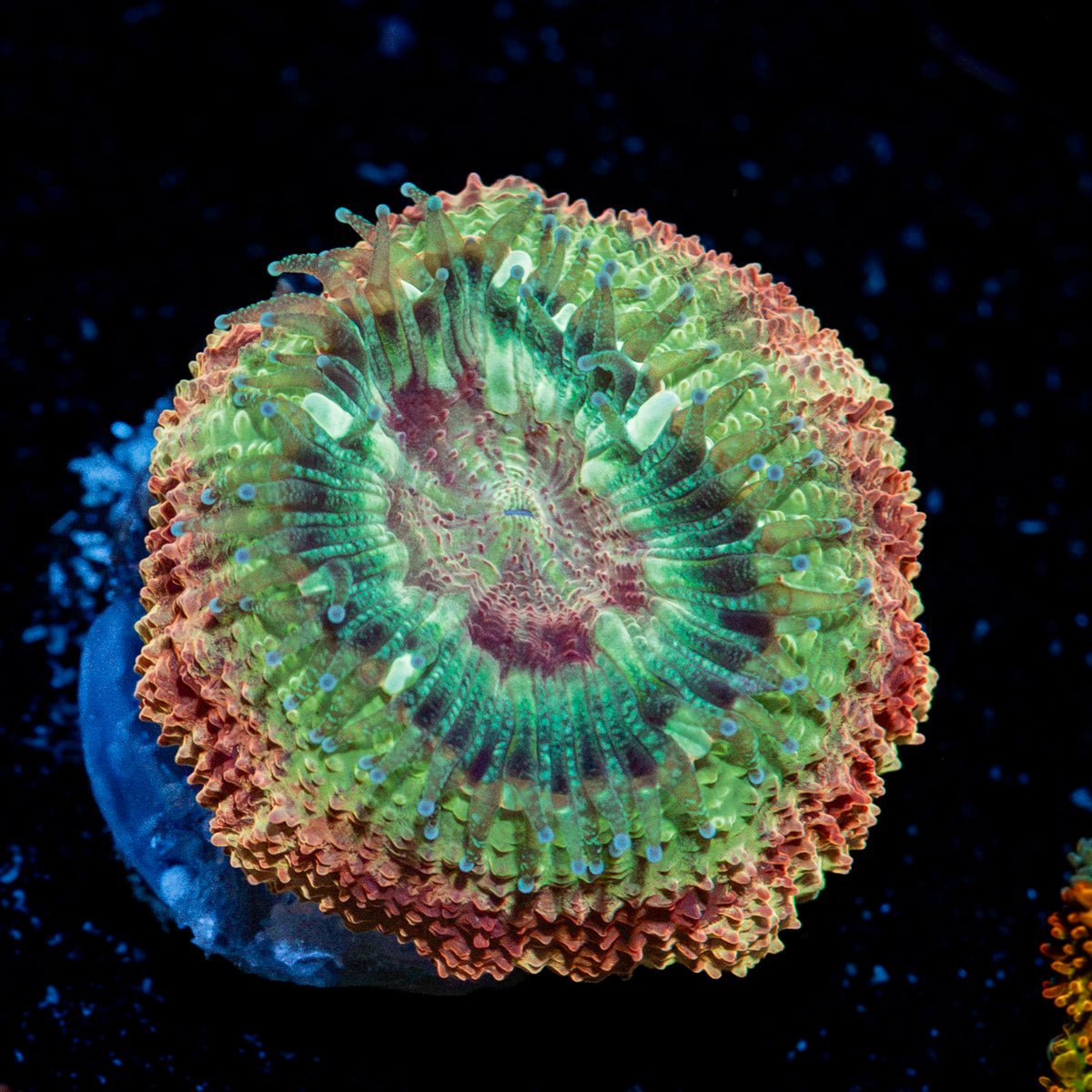 Chomper Asian Acan Coral with fleshy polyps in reef aquarium
