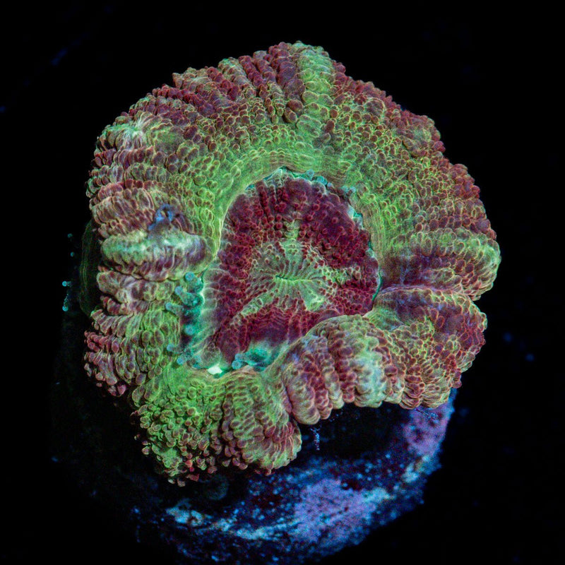 Chomper Asian acan coral with fleshy polyps in reef aquarium