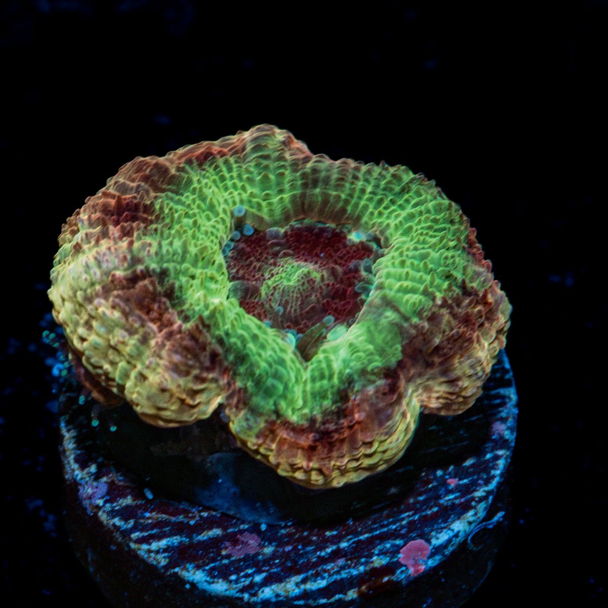 Chomper Asian acan coral with fleshy polyps in reef aquarium