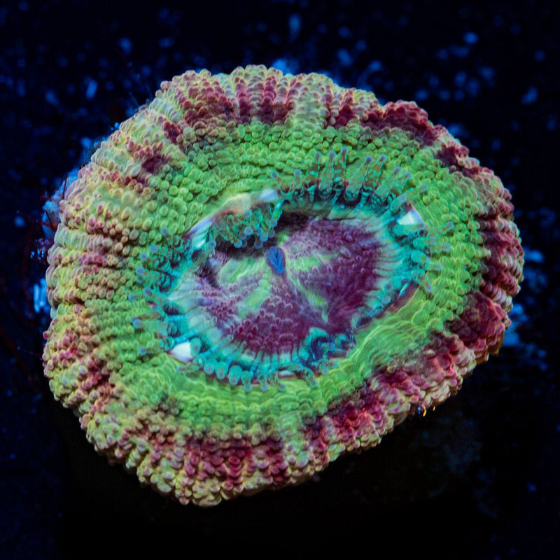 Chomper Asian Acan Coral with fleshy polyps in reef aquarium