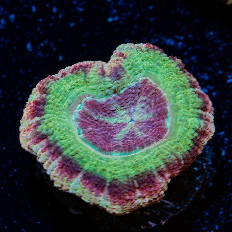 Chomper Asian Acan Coral with fleshy polyps in reef aquarium