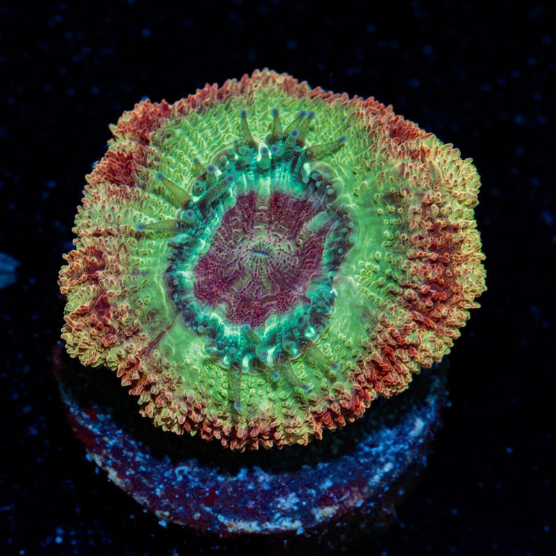 Chomper Asian Acan with fleshy polyps in reef aquarium