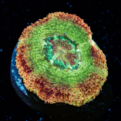 Chopper's Asian Acan Coral