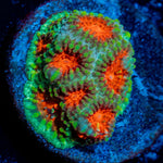 Christmas Tree Favia Coral with encrusting growth in reef aquarium
