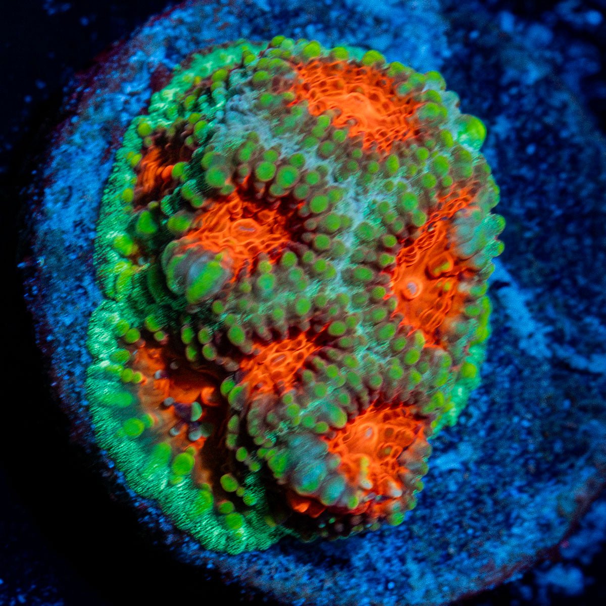 Christmas Tree Favia Coral with encrusting growth in reef aquarium