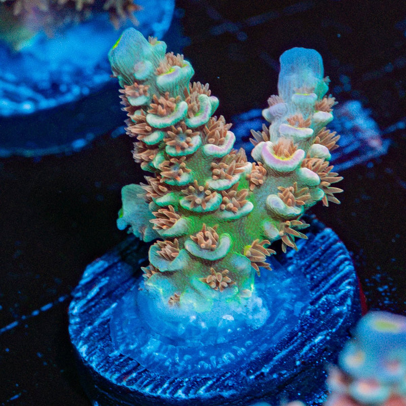 Circus Freak Acropora Coral with branching growth in reef aquarium