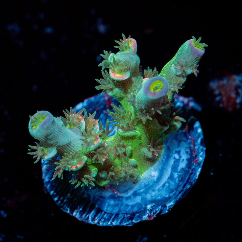 Circus Freak Acropora Coral with branching growth in reef aquarium