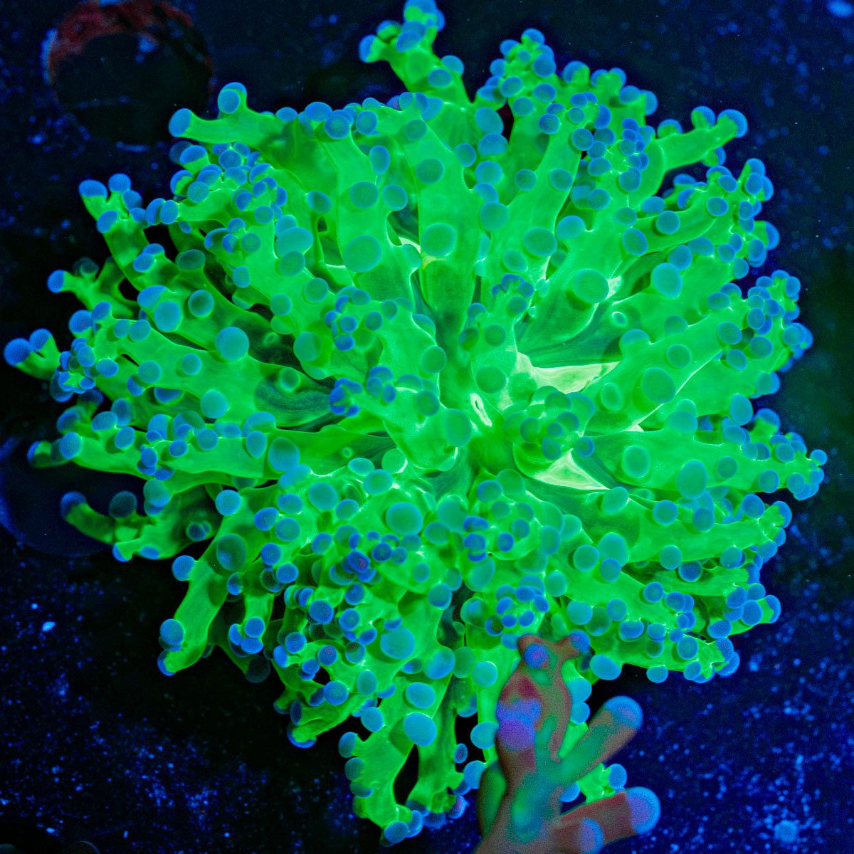 Classic Frogspawn Euphyllia with branching fleshy heads in reef aquarium