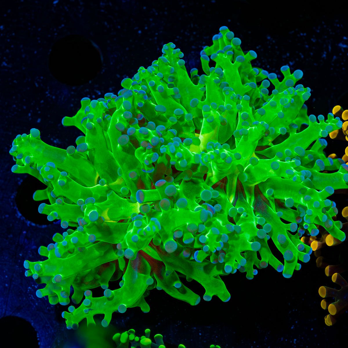 Classic FrogSpawn Euphyllia Coral with branching fleshy heads in reef aquarium