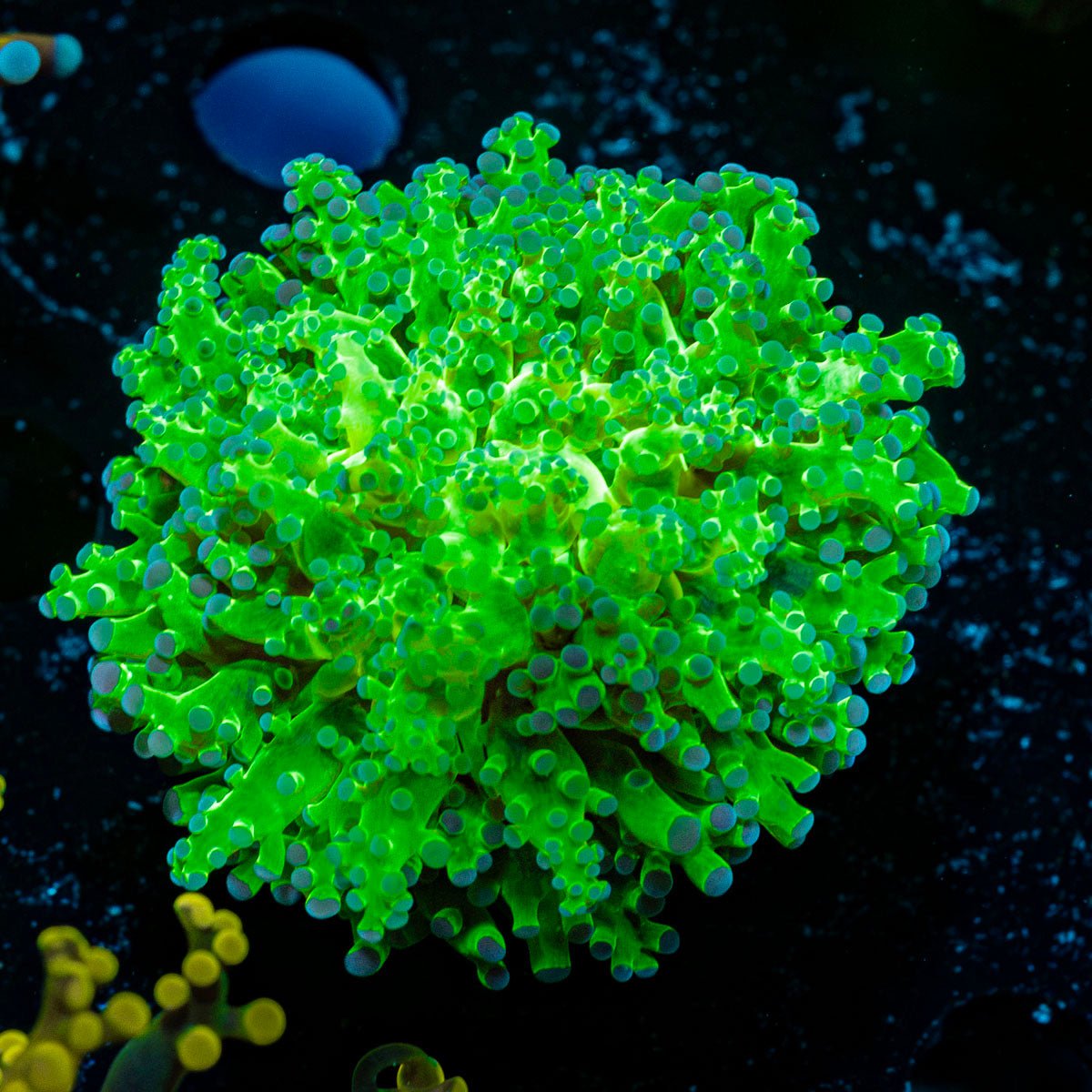 Neon Green Frogspawn Coral with flowing tentacles in reef aquarium