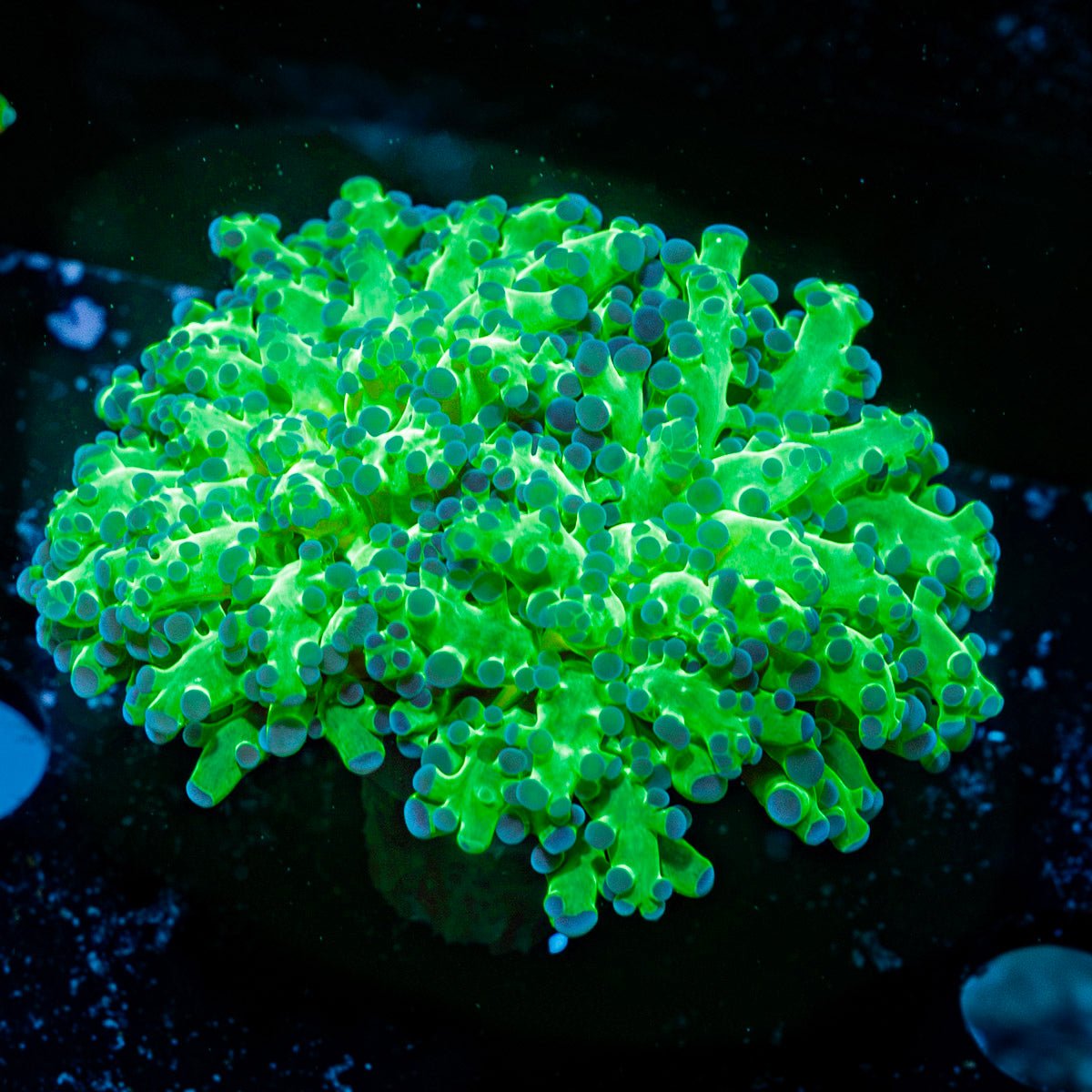 Neon Green Frogspawn Coral with flowing tentacles in reef aquarium