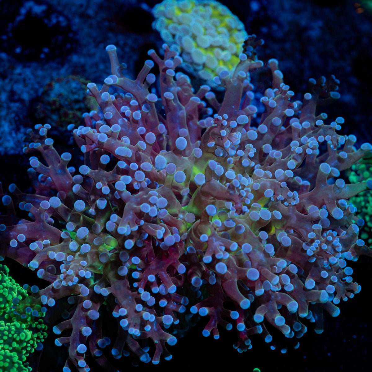 Classic Purple Frogspawn Coral with branching fleshy heads in reef aquarium