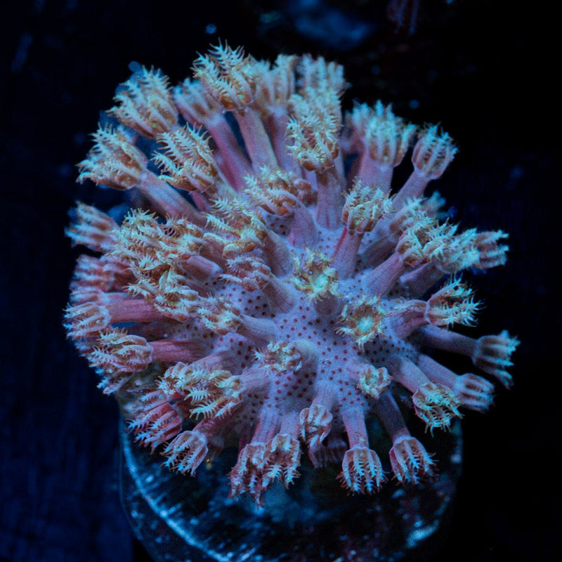 Classic Toadstool Leather Coral with smooth cap in reef aquarium