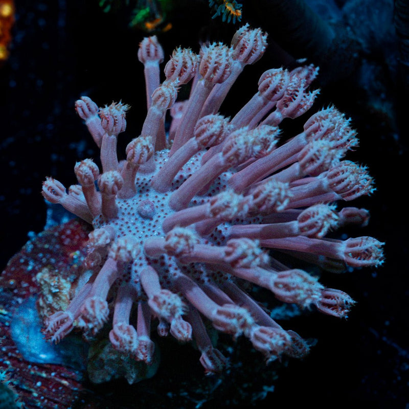 Classic Toadstool Leather Coral with smooth cap in reef aquarium