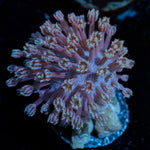 Classic Toadstool Leather Coral with mushroom disc in reef aquarium