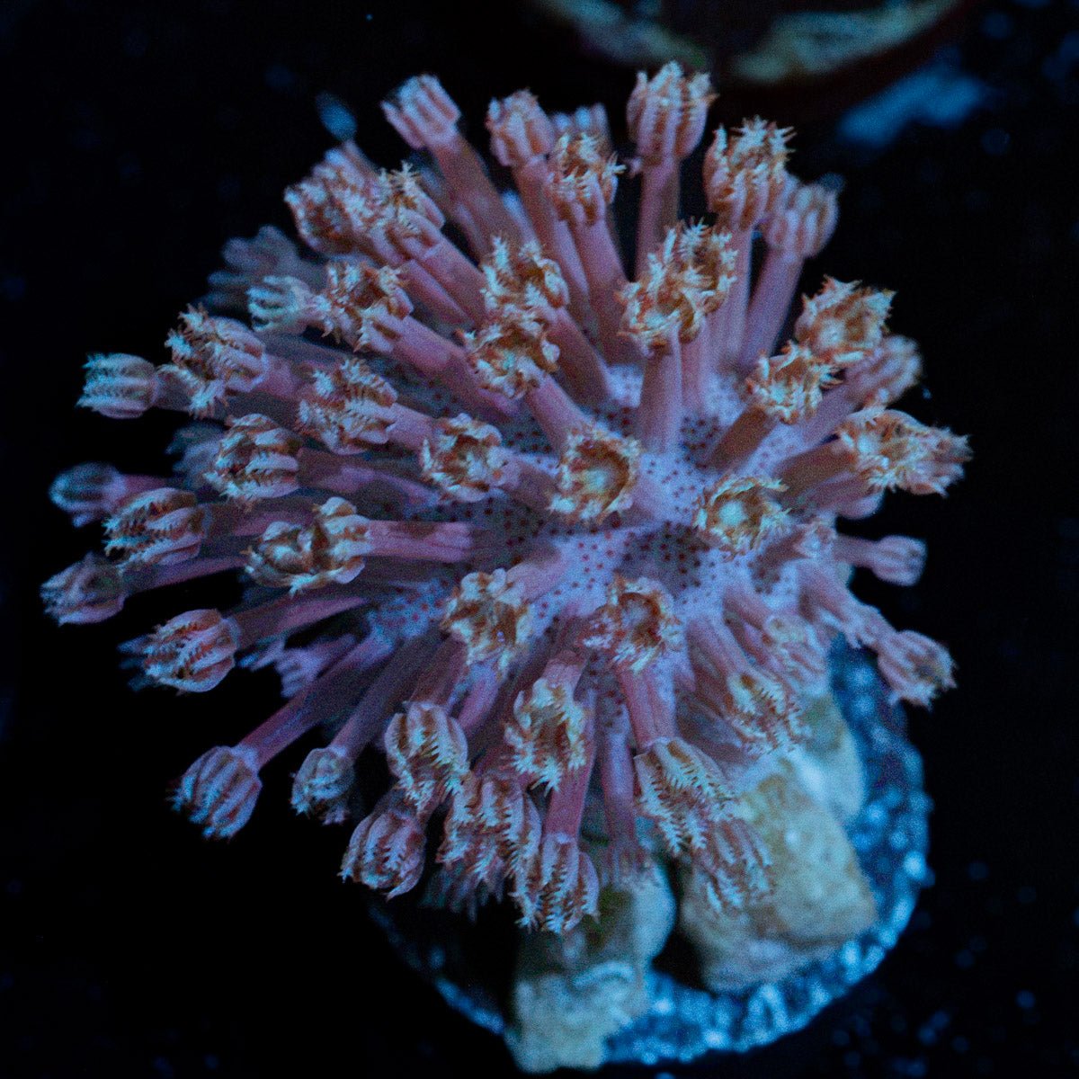 Classic Toadstool Leather Coral with mushroom disc in reef aquarium