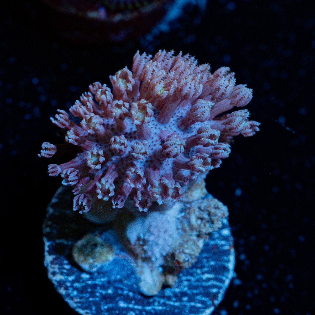Classic Toadstool Leather Coral with mushroom disc in reef aquarium