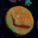 Close Encounter Stylocoeniella Coral
