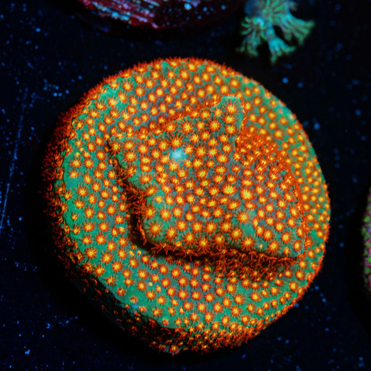 Close Encounter Stylocoeniella Coral