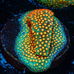 Close Encounter Stylocoeniella Coral