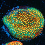 Close Encounter Stylocoeniella Coral