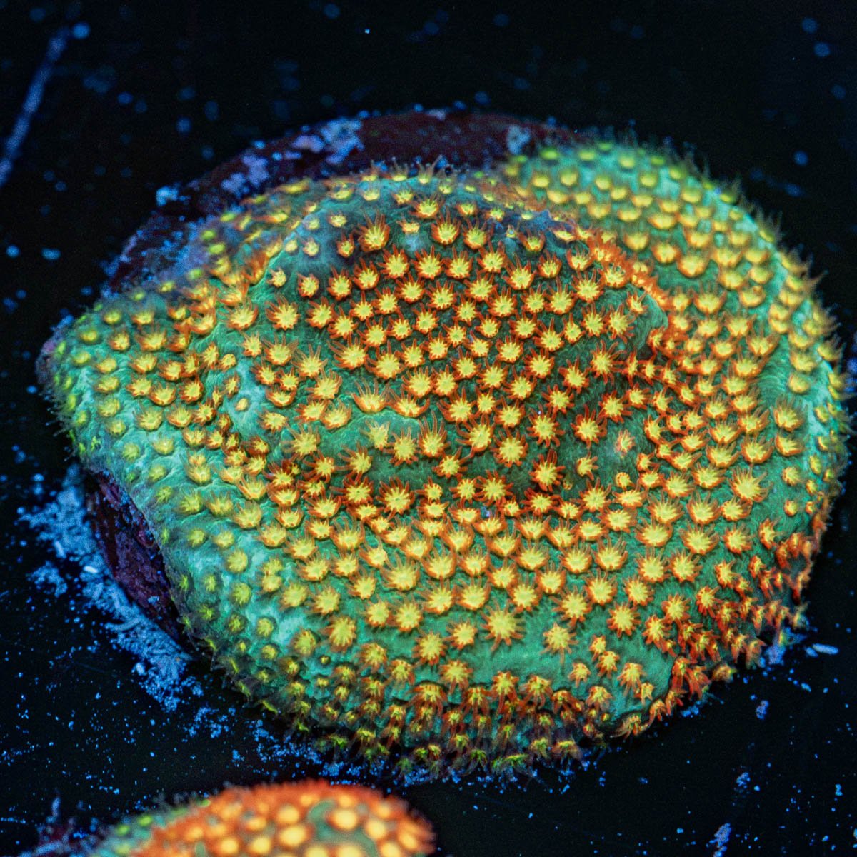 Close Encounter Stylocoeniella Coral