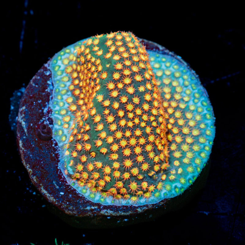 Close Encounter Stylocoeniella Coral with encrusting growth in reef aquarium