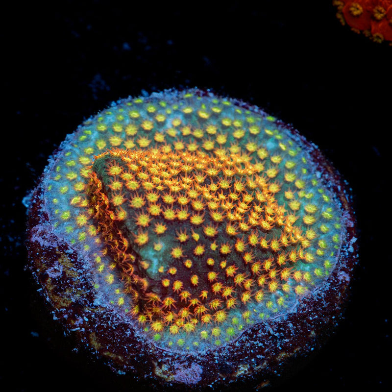 Close encounter Stylocoeniella coral with encrusting growth in reef aquarium