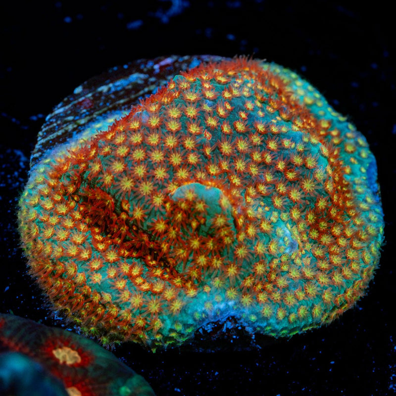 Close Encounter Stylocoeniella Coral with encrusting growth in reef aquarium