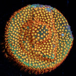 Close Encounter Stylocoeniella coral with encrusting growth in reef aquarium