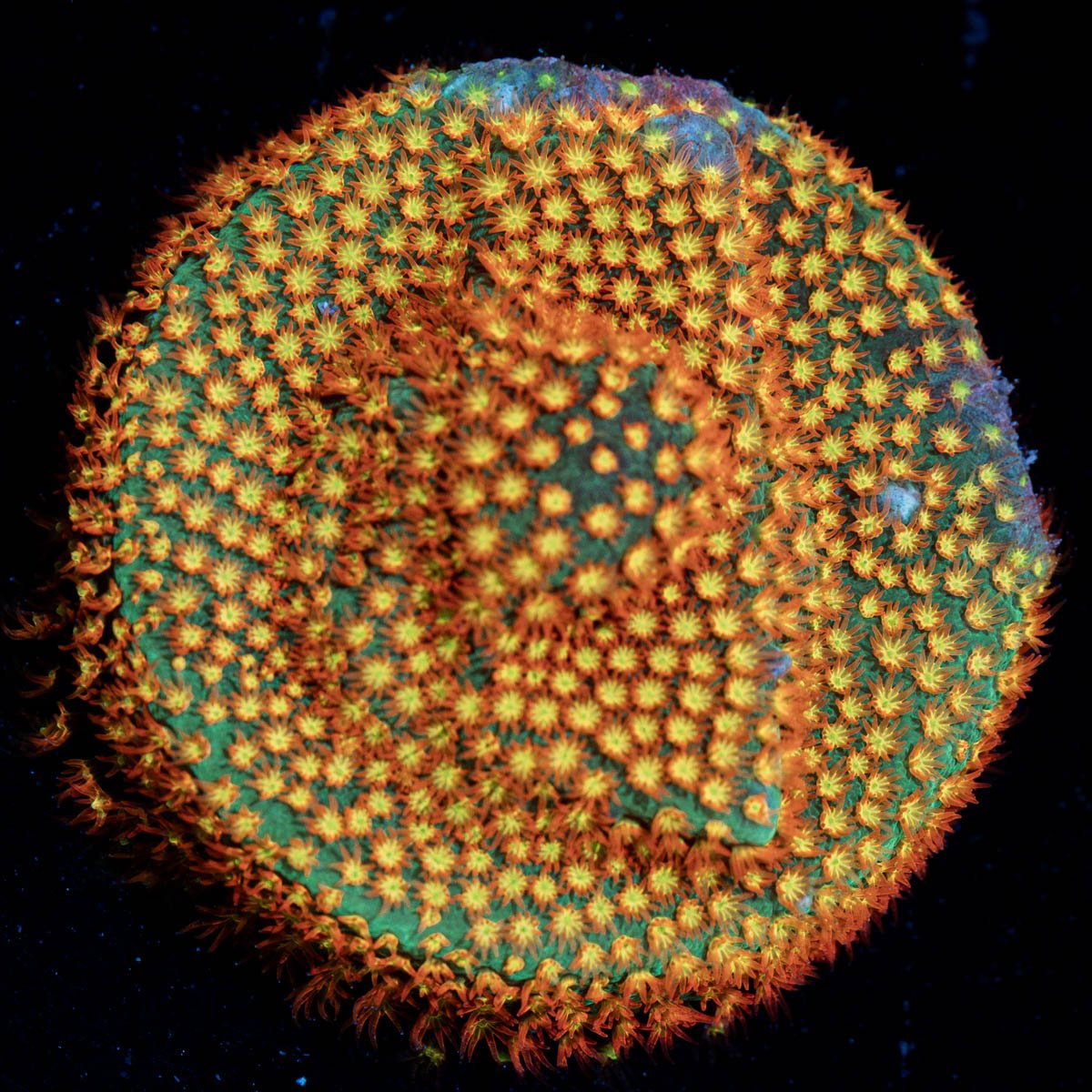 Close Encounter Stylocoeniella coral with encrusting growth in reef aquarium