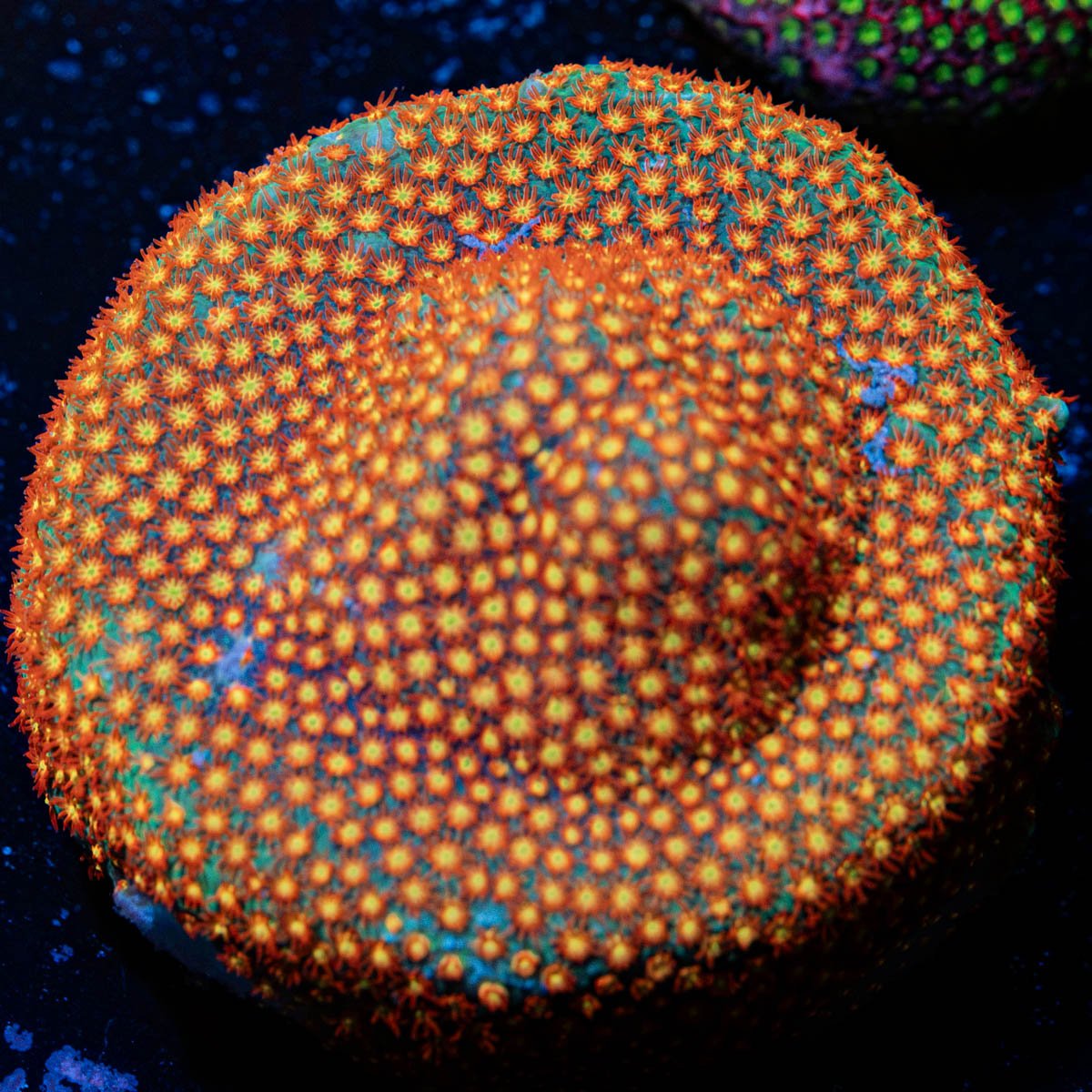 Close Encounter Stylocoeniella Coral with encrusting growth in reef aquarium