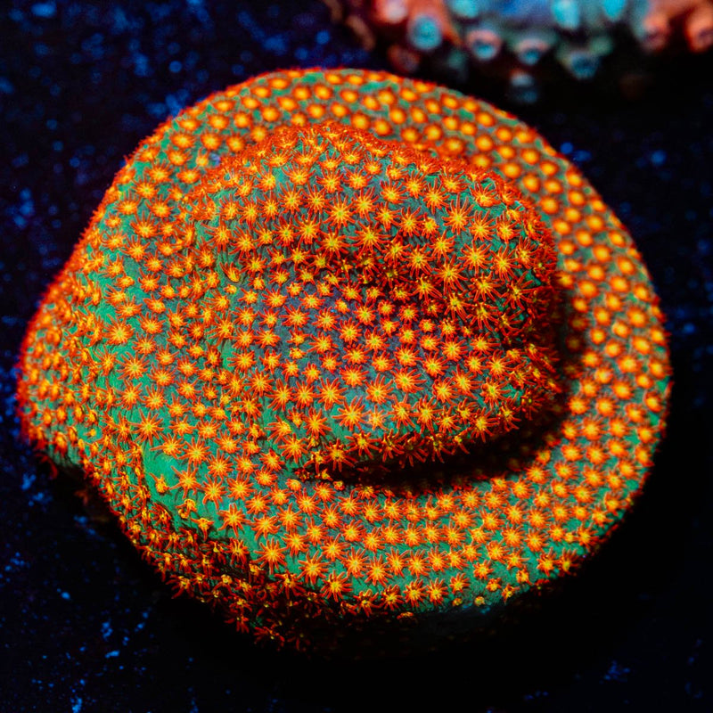 Close Encounter Stylocoeniella Coral with encrusting growth in reef aquarium