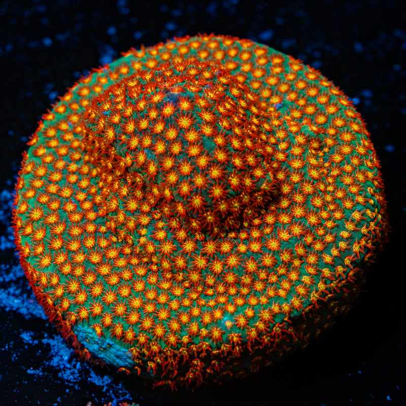 Close Encounter Stylocoeniella Coral with encrusting growth in reef aquarium