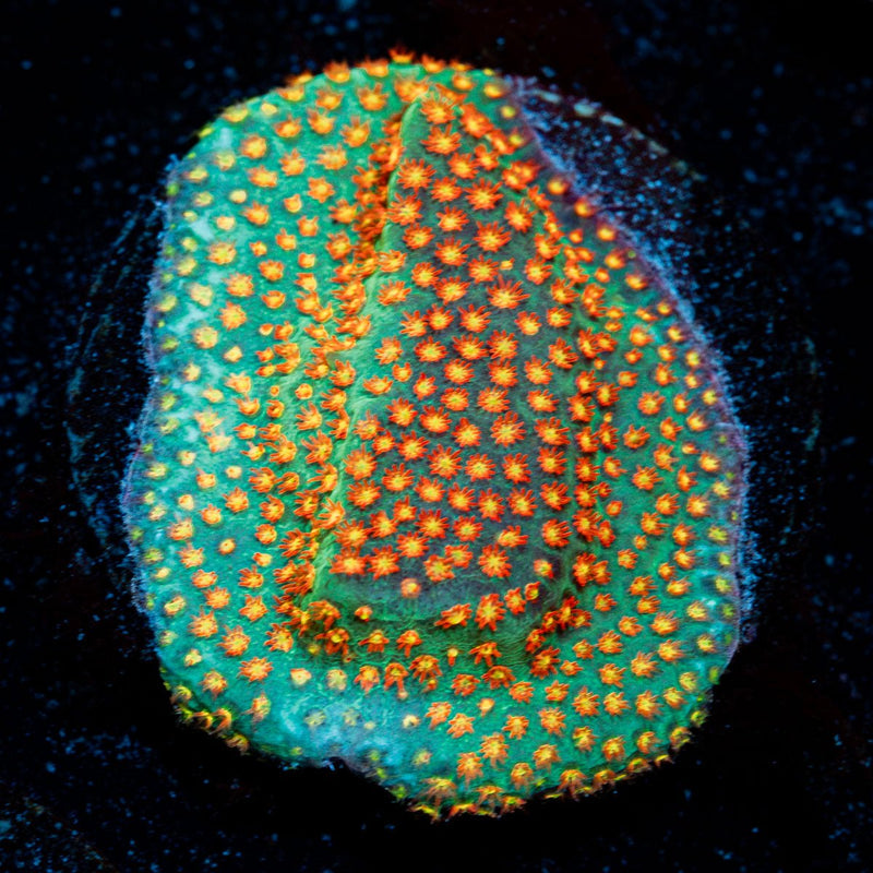 Close Encounter Stylocoeniella coral with encrusting growth in reef aquarium