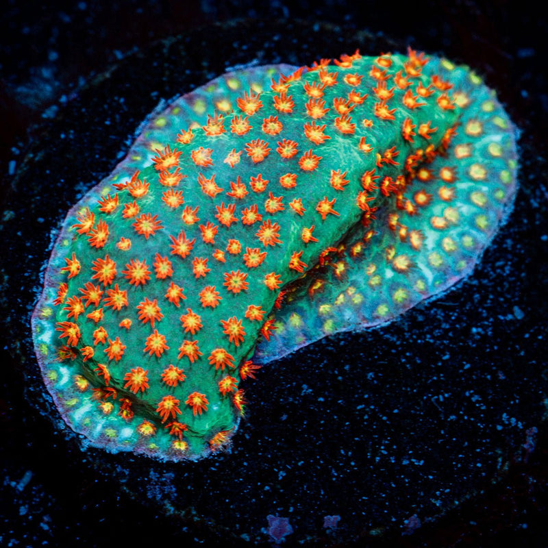 Close Encounter Stylocoeniella coral with encrusting growth in reef aquarium