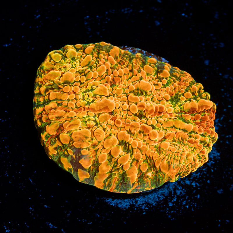 Cloud Berry Chalice Coral with encrusting growth in reef aquarium