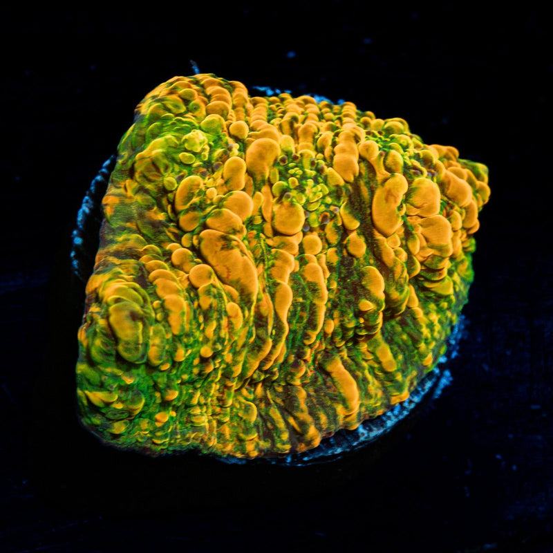 Cloudberry Chalice Coral with encrusting growth in reef aquarium