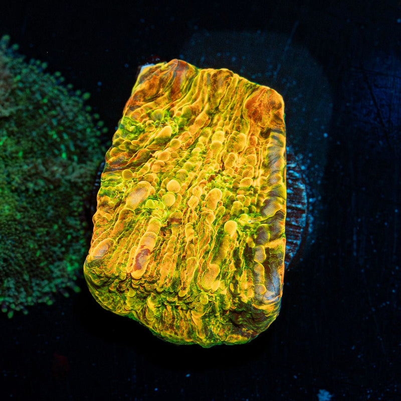 Cloudberry Chalice Coral with encrusting growth in reef aquarium